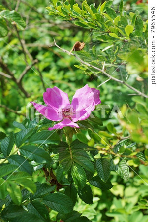 Hamanasu的優雅花,是藥用的花,芽,花和海灘的果實·垂直位置 Hamanasu的優雅花,是藥用的花,芽,花和海灘的果實·垂直位置 7965546