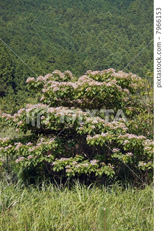 Rabbit flowers blooming naturally in the mountains of Wakayama 7966153