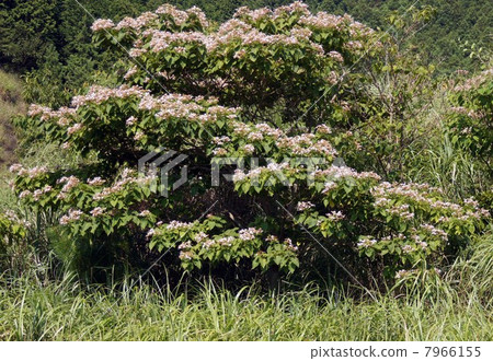 Rabbit flowers blooming naturally in the mountains of Wakayama 7966155