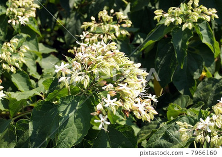 Rabbit flowers blooming naturally in the mountains of Wakayama 7966160