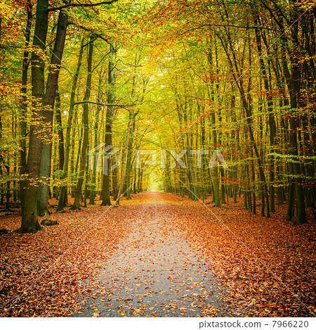 Autumn forest 7966220