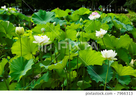 The forest of the local forest Park of the park White flower of the pond flowers · West Lake lotus 7966313
