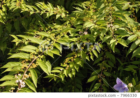 Murasakikibu 7966330