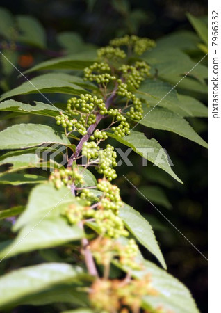 Murasakikibu 7966332