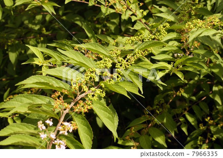 Murasakikibu 7966335