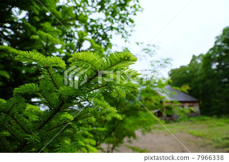 Ozegohara新鮮綠色 7966338