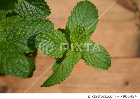 Mint 7966484