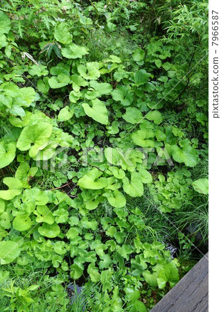 Mountain side beside Ozegahara Ozenuma 7966587