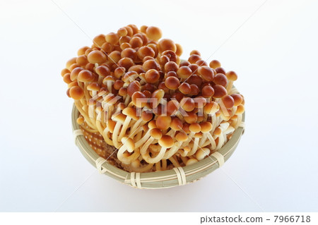 牡蠣蘑菇 7966718