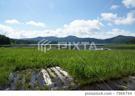 Numazaki Hira Ozenuma 7966784