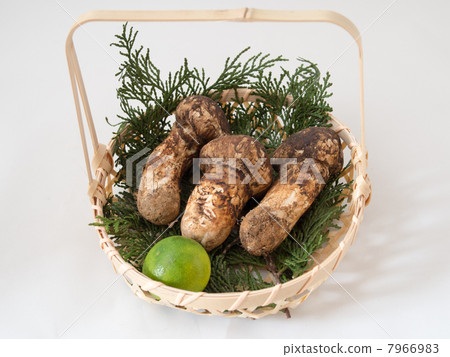 Matsutake mushrooms 7966983
