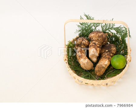 松茸蘑菇 7966984