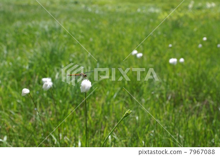 Oze Oi河的蜻蜓 Oze Oi河的蜻蜓 7967088