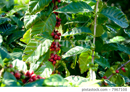 咖啡豆腐 7967108