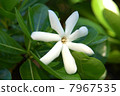 Tiare Tahiti's white flower of Tiare Tahiti 7967535