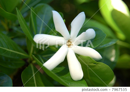 Tiare Tahiti's white flower of Tiare Tahiti 7967535