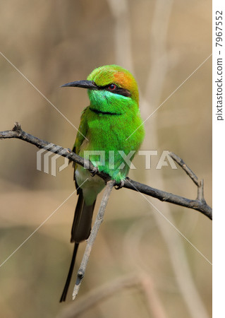 The Green Bee-eater. 7967552