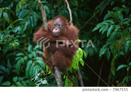 Young Orangutan on the tree 7967555