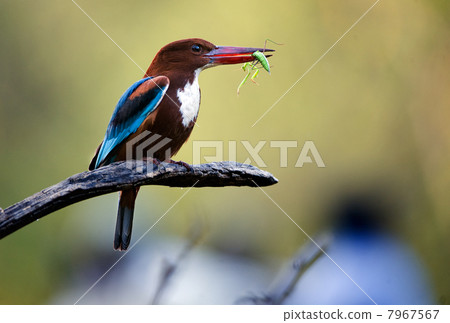 Kingfisher with grasshopper 7967567