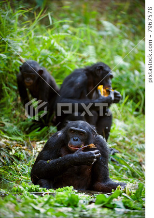 Chimpanzee Bonobo. 7967578