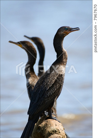 Three Cormorants. 7967670
