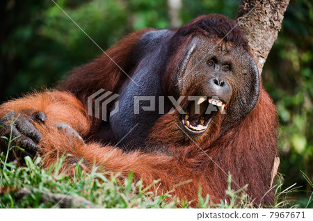 Yawning Orangutan Yawning Orangutan 7967671