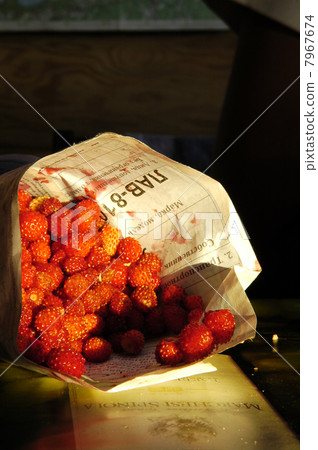 The collected Woodland Strawberry. 7967674