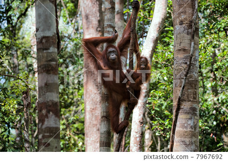 Female with the kid of the orangutan on a tree. Female with the kid of the orangutan on a tree. 7967692