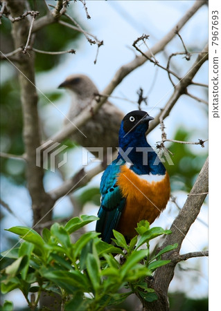 Superb Starling. 2 7967693