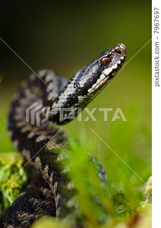 The Viper prepares for a throw The Viper prepares for a throw 7967697