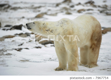 The polar bear sniffs. 7967754
