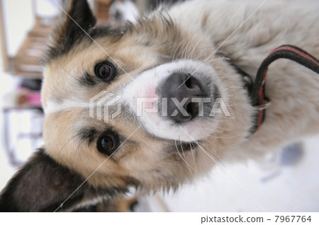 Portrait of a dog. 7967764