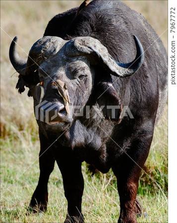 Portrait of a buffalo with a birds. 3 7967772