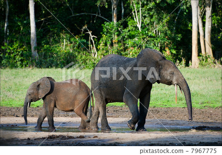 African Forest Elephants. African Forest Elephants. 7967775
