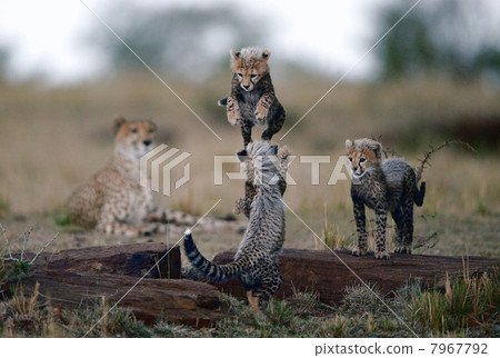 Leapfrog Leapfrog 7967792