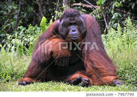 The adult male of the Orangutan. 7967799