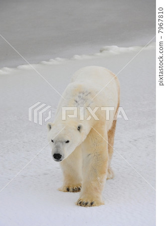 Polar bear. Polar bear. 7967810