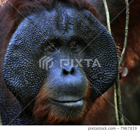 The adult male of the Orangutan. 7967819