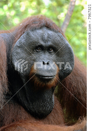 The adult male of the Orangutan. 7967821