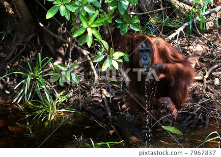 The orangutan drinks water. The orangutan drinks water. 7967837