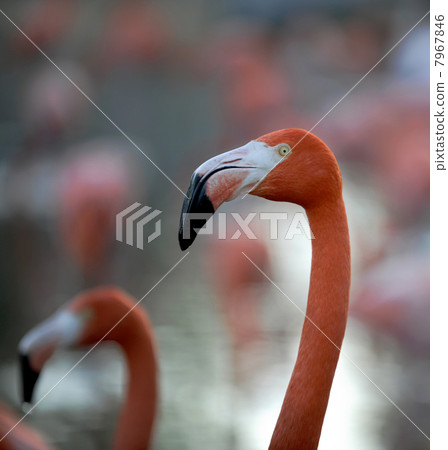 American Flamingo (Phoenicopterus ruber) American Flamingo (Phoenicopterus ruber) 7967846