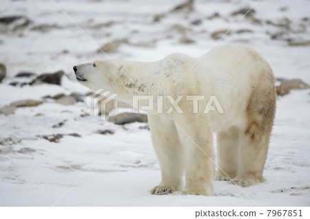 Portrait of a polar bear. 7967851