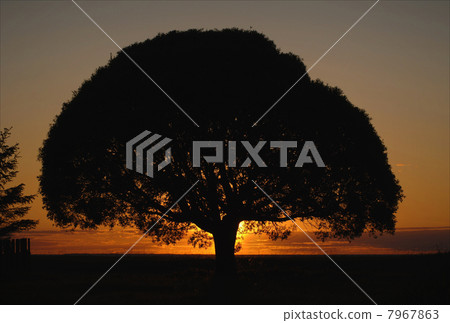Tree crone on a sunset. 7967863