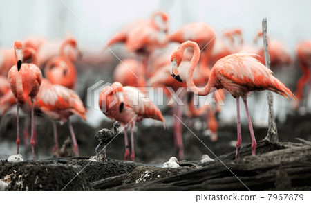 Great Flamingo (Phoenicopterus ruber) Great Flamingo (Phoenicopterus ruber) 7967879