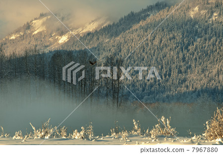 The Chilkat Valley under a covering of snow 7967880