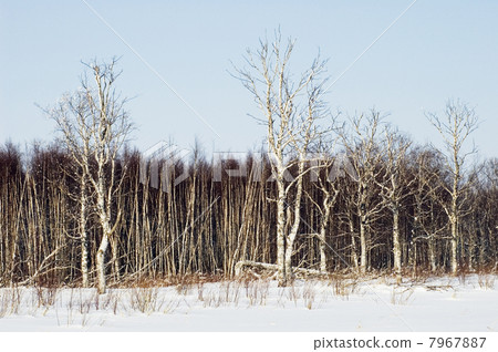 Birchwood in the winter. Birchwood in the winter. 7967887