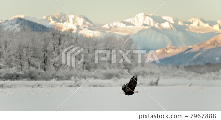 Flying Bald eagle. 7967888