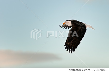 Flying Bald eagle. Flying Bald eagle. 7967889