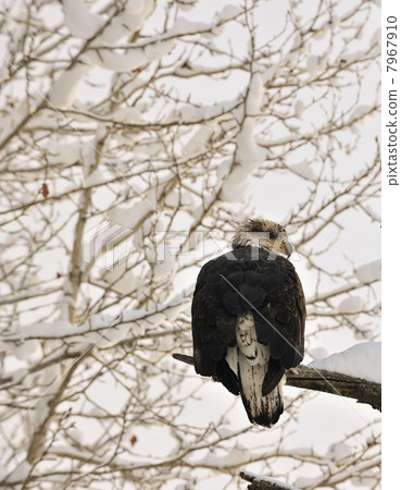 Bald eagle perched on branch 7967910