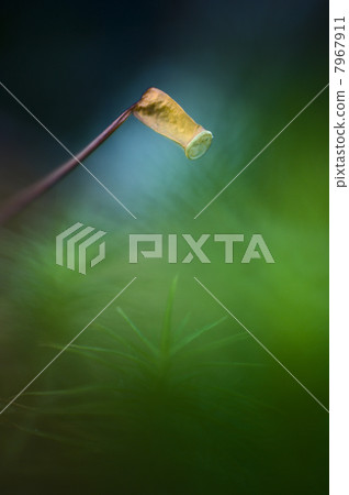 Mimsic`s dream. Mimsic`s dream. 7967911